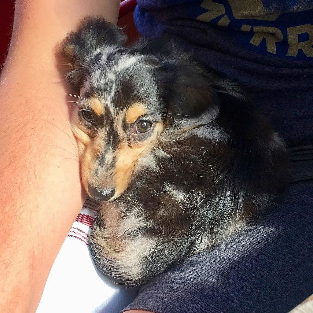 EddieMiniWeenie's tweet image. I’m not feeling very well so cuddles in dad’s lap is very necessary this morning #hugsmakeeverythingbetter 🐶🙋🏻‍♂️❤️ ift.tt/2gHT6BS