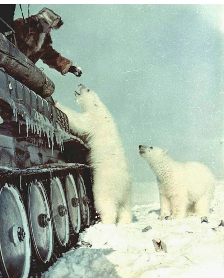 ocaoscultural's tweet photo. Sovietic soldiers feeding a polar bear from their tank. 1950.
#polarbear #sovietic #caoscultural https://t.co/5NXrg1jEP7