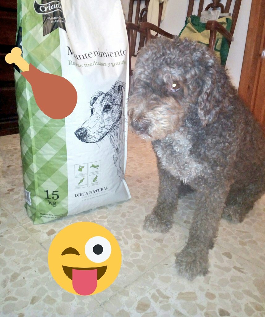 SaluTorres's tweet photo. @tiendanimal Bruno y su comida https://t.co/u9YWSsGbhG