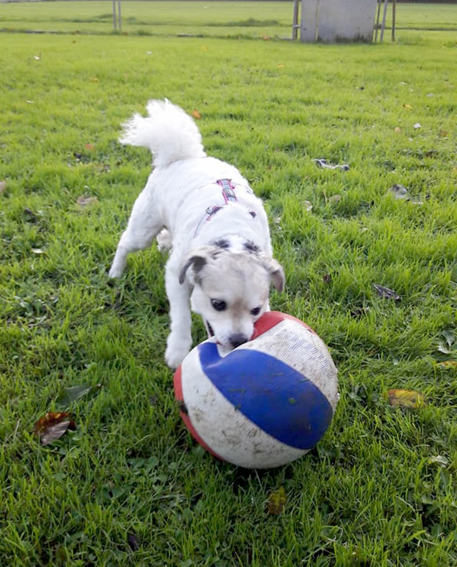 BathCDH's tweet photo. NEW IN: Buster is looking for an experienced home, such a cute mix with that terrier spirit!
https://t.co/enE3GUPlR0
#woofwednesday https://t.co/Z0YbZ5xQwD