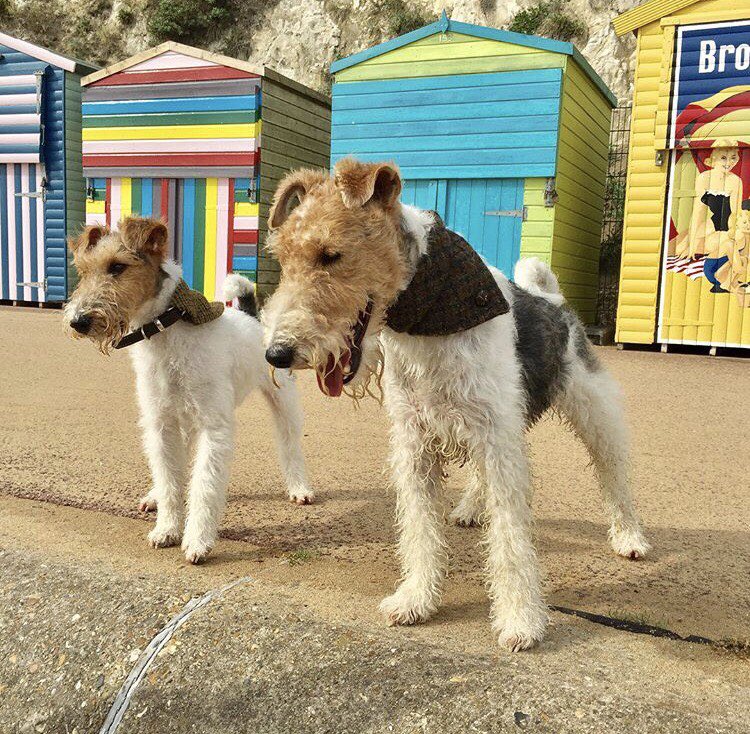 YummyHound's tweet image. Welcome our latest new faces... 🐾
Humphrey &amp;amp; Hattie the #WireFoxTerriers duo who will be coming soon to #UrbanPawsUk #PetCasting agency ❤️🐶🐾