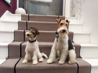 YummyHound's tweet image. Welcome our latest new faces... 🐾
Humphrey &amp;amp; Hattie the #WireFoxTerriers duo who will be coming soon to #UrbanPawsUk #PetCasting agency ❤️🐶🐾