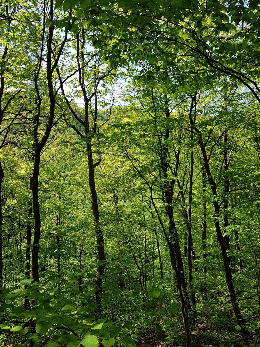Forests provide: clean air, flood control, food, habitat, products, nutrient cycling, recreation, cultural spaces #thisisgreeninfrastructure