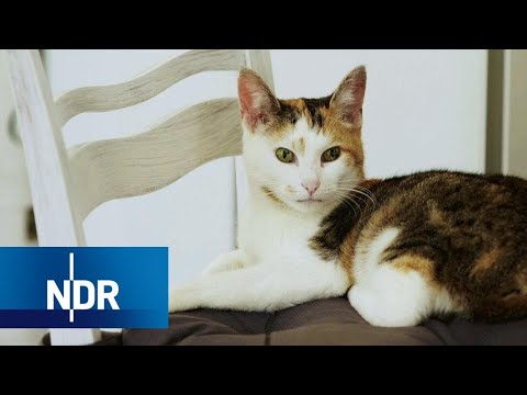 dokustreams_de's tweet photo. #Plietsch - So machen #Tiere uns gesund
https://t.co/T0MxoNamej

#2017 #Gesundheit #Haustiere #HD #NDR https://t.co/smwWbZbORj