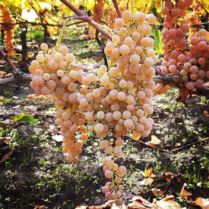 LaNaveEtnaWines's tweet photo. #harvesting #grecanicodorato today! It is a cold and sunny morning. ☀️🌋#millesulmare 2017 #etna #etnawine #mountetna #wine #winelover https://t.co/fqGeV1VL8T