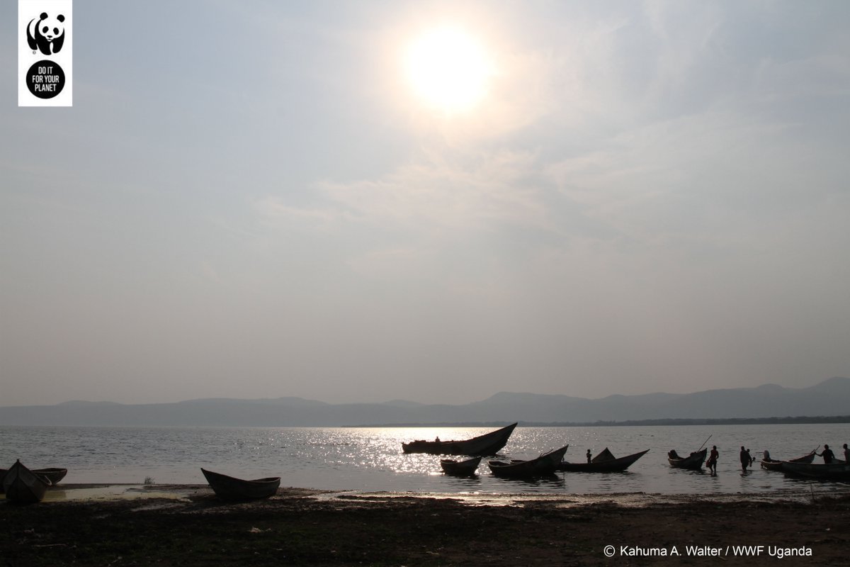 WWF Uganda tweet media