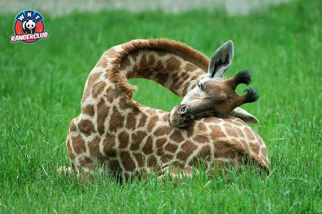 Wist je dat de nek van een giraffe slechts zeven nekwervels heeft? Net zo veel als een mens dus!