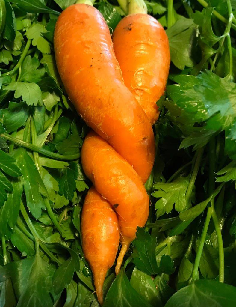 la bioteca tweet media