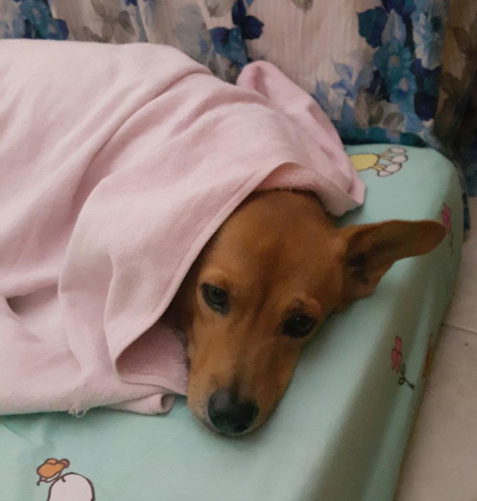 Lady_Silvany's tweet photo. I'm still want to sleep mom #myboy #mydog #mydogiscutest #dogs #Dog #furkid #juniorladymolly #mylove #myhappiness https://t.co/94hKJJXwNc