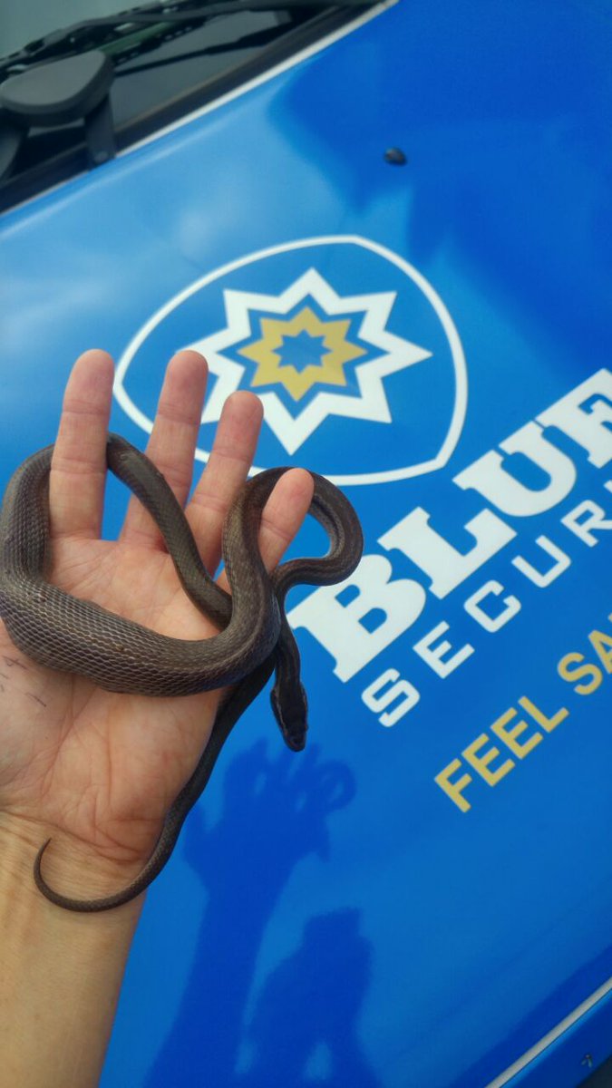 CnnAndreas's tweet photo. Blue Security control room got a call from the Effingham community A snake had caught a bird @northglennews #neverkillsnakes #educaring https://t.co/u9nS45r5mO