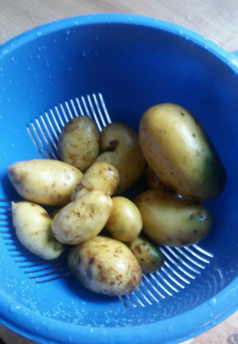 SuperWoman_SWDD's tweet photo. Hoy hemos aprovechado el bien tiempo para recoger nuestra #cosechaSW. #287de365 #patatas #limpiar https://t.co/7aXOTsedsu