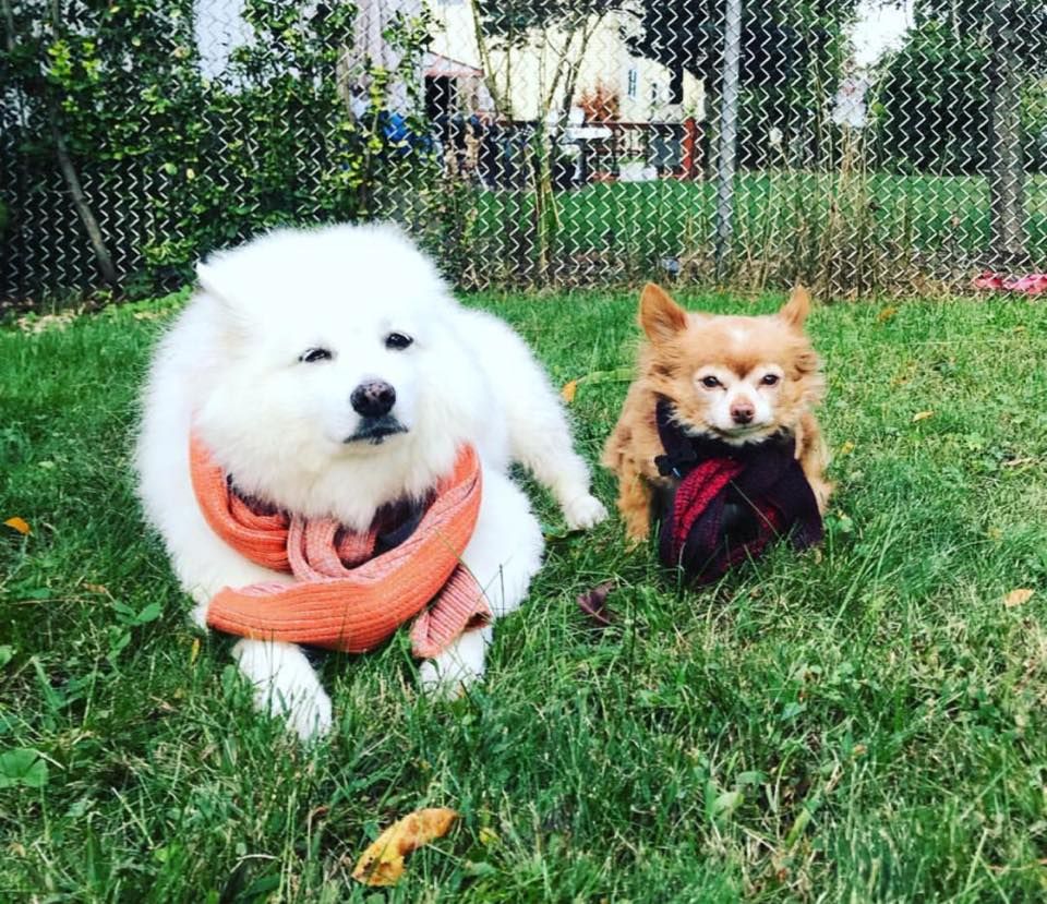 BundlePup's tweet image. Name a more iconic duo...I'll wait. #bundlepup #dogfashion