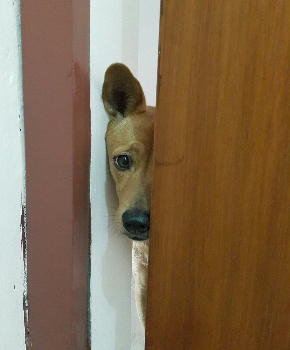 Lady_Silvany's tweet photo. Let me in please 😢 #mydogiscutest #mycutedog #dogsoftwitter #Dog #dogs #juniorladymolly #mylove #myhappiness #mydog #furkid https://t.co/fZWmAomGUK