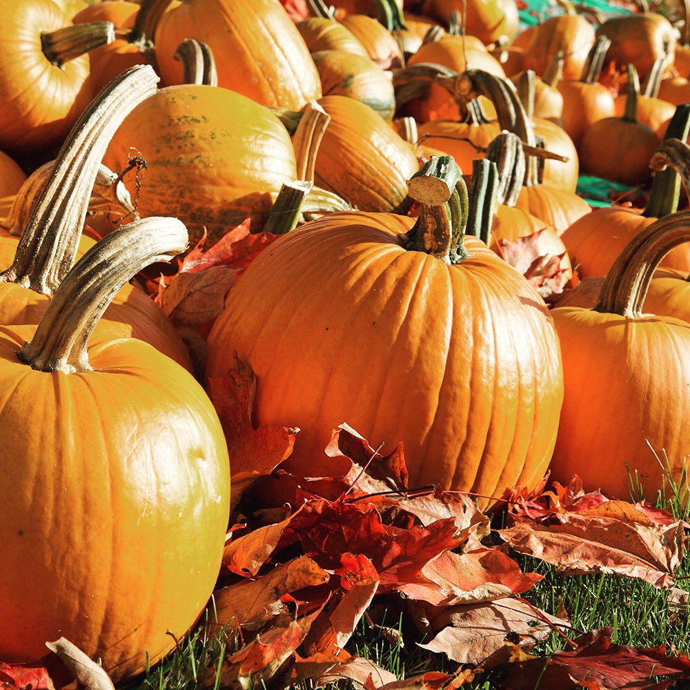 BunkCurridge's tweet photo. We’ve got a some weekend treats for you! Fri - live music from Vicki Sayers 🎶 Sat&amp;Sun - Pumpkin Carving 🎃🍁 #autumnnights #publife #livemusic https://t.co/pcBB6Ap3KQ