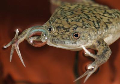GenomeBiology's tweet photo. Veenstra &amp;co look at the consequence of #genome duplication in the African clawed #frog https://t.co/ToE6IRczCQ https://t.co/rLv72T4yfj