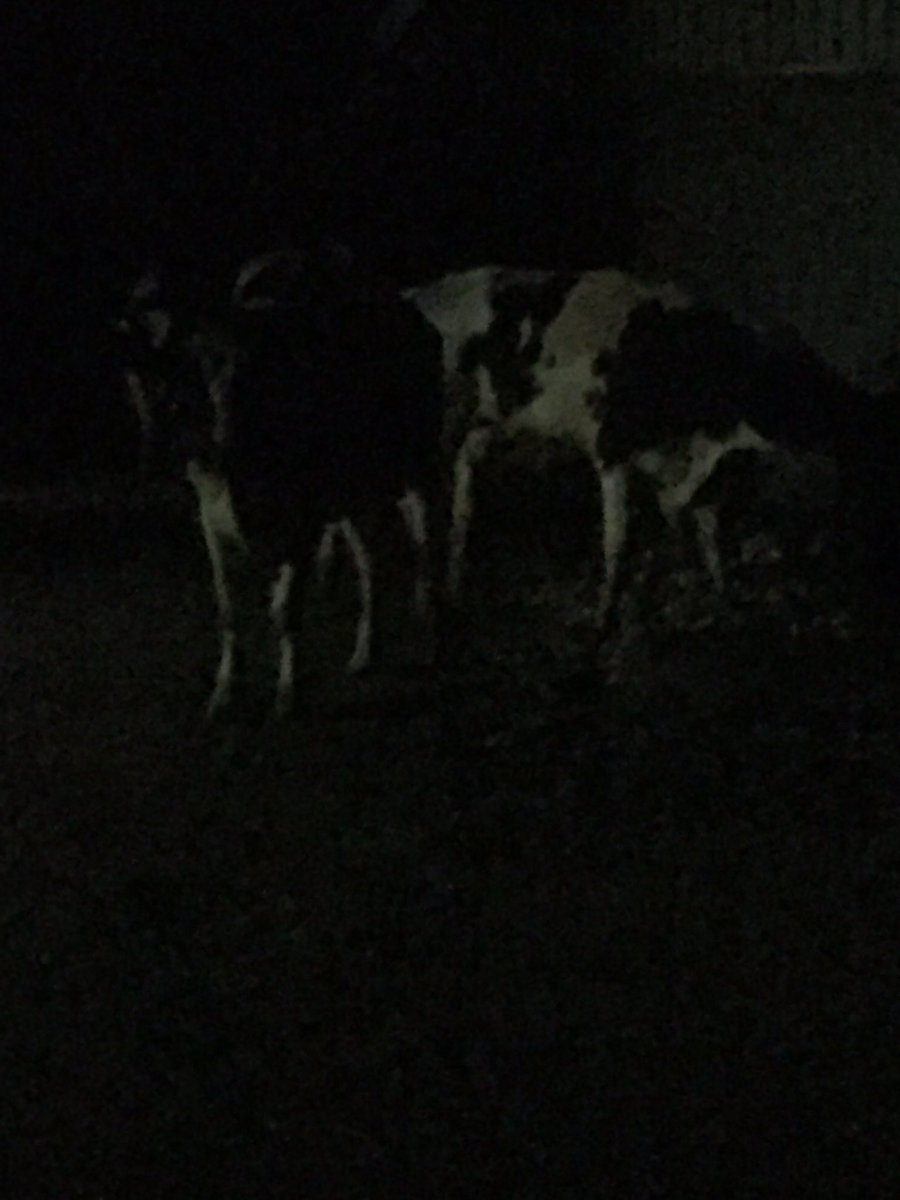 lintfield's tweet photo. Nothing like walking out your back door and finding heifers at your door. https://t.co/Ka3GdwdUM6