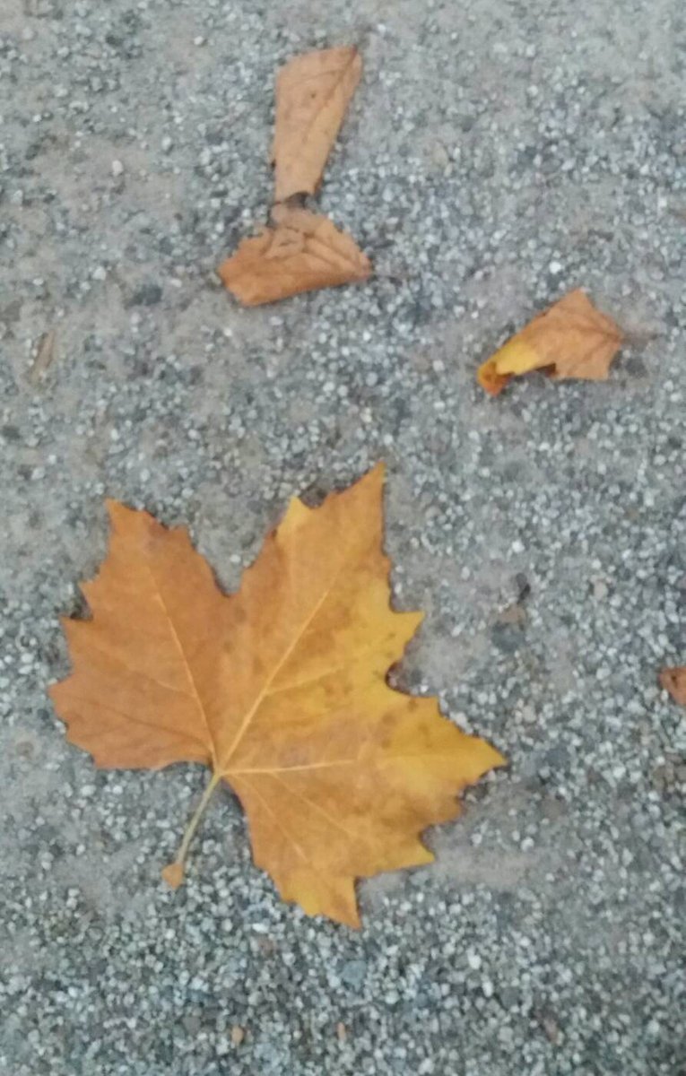 SuperWoman_SWDD's tweet photo. Caminando x la calle m he encontrado con esta hoja tan fotogénica. #292de365 #SWzen #otoñodorado #hojas #colores https://t.co/iSjmf4ZYNr