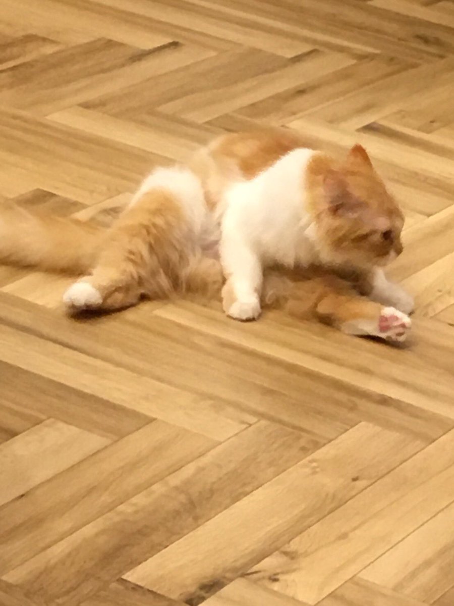Alice3641's tweet photo. ストレッチ猫 https://t.co/Py1flnqMN2