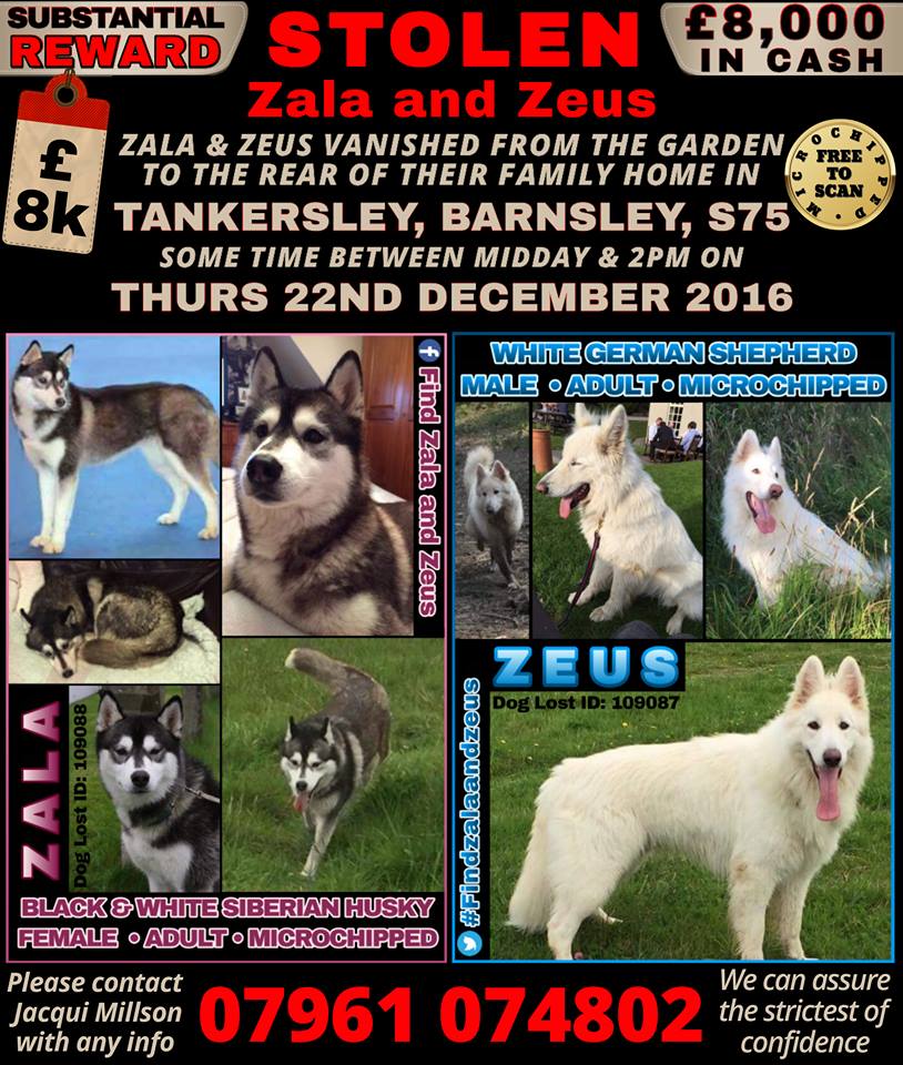 blacklab115's tweet photo. #findzala #findzeus #barnsley #stolen #dogtheft #victims #chipped #reward.Bring them back! https://t.co/Kbc76TCybC