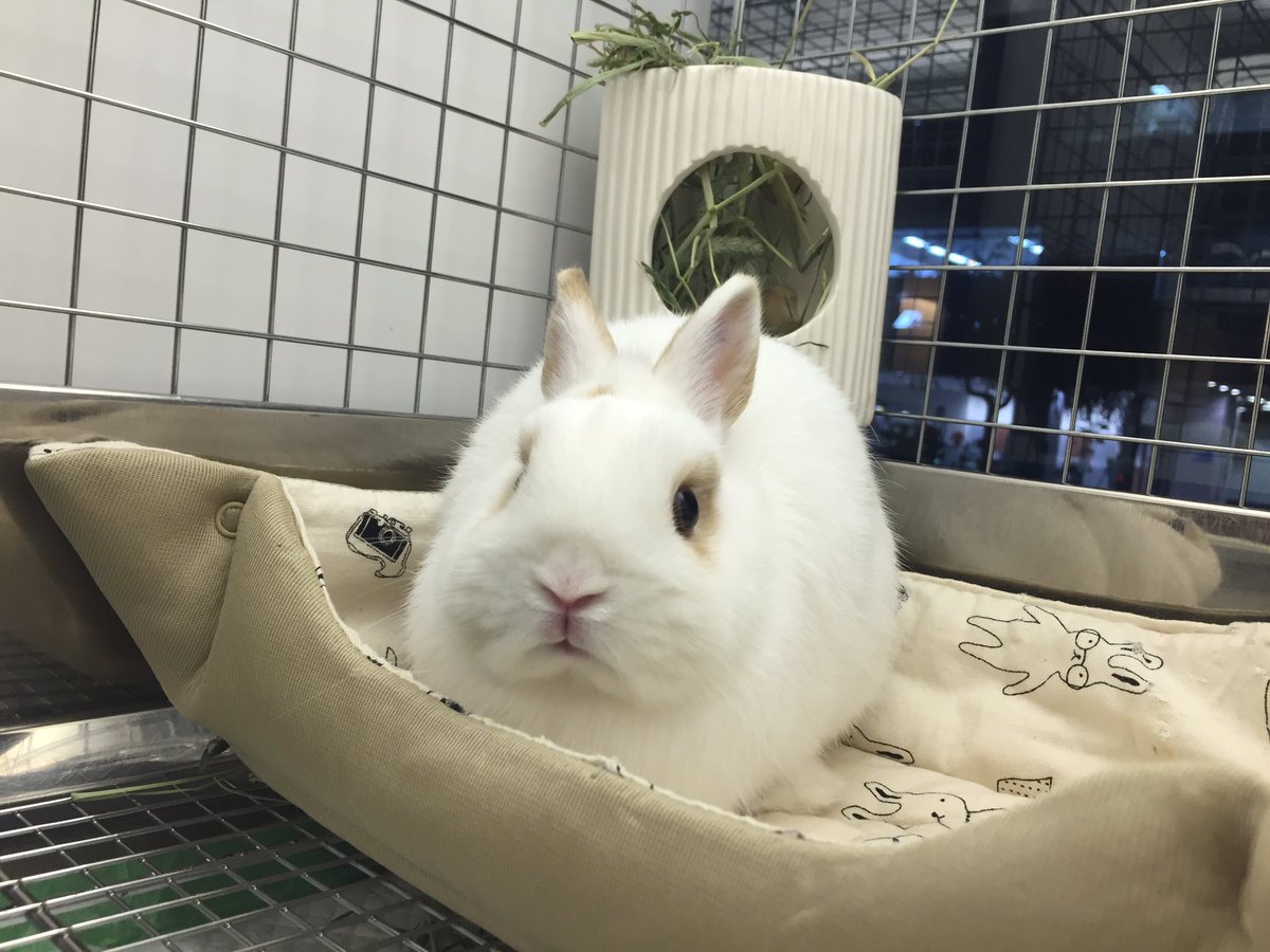 うさぎのしっぽ恵比寿店 בטוויטר さきほどのクッションマット Sサイズをケージの中で使っていただくとこんな感じです 恵比寿のもっちりボディが魅力的なネザーちゃんに使ってもらいました ふかふかで気持ちよさそう うさぎのしっぽ うさぎ恵比寿 うさぎのしっぽ恵比寿店 בטוויטר さきほどのクッションマット Sサイズをケージの中で使っていただくとこんな感じです 恵比寿のもっちりボディが魅力的なネザーちゃんに使ってもらいました ふかふかで気持ちよさそう うさぎのしっぽ うさぎ恵比寿