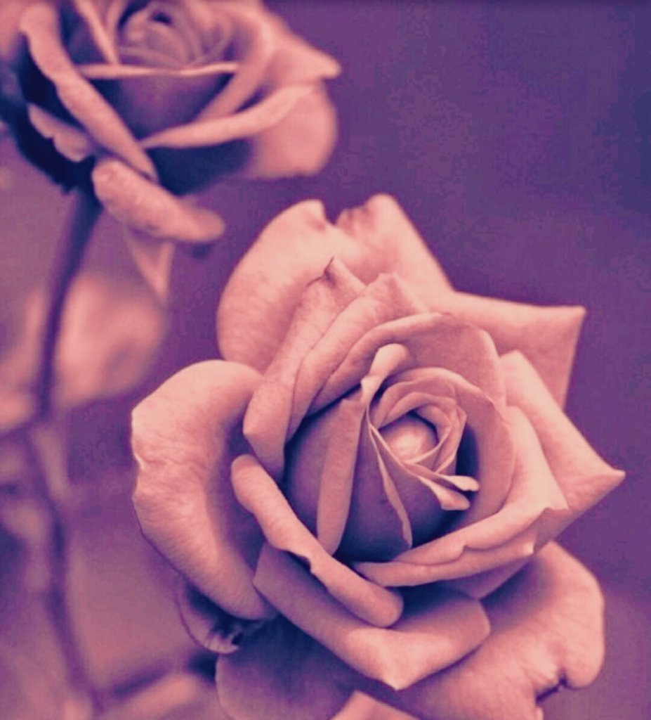 Jn___0hqi's tweet photo. مزيداً من الذُهول يا الله 
مزيداً من ضحك القلب و الأماني العظيمة و الرضا والكثير من السلام يالله ٠🙏 https://t.co/E527ciLmic