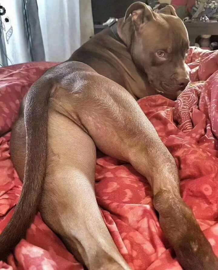 sexosemapego69's tweet photo. Comprei esse pitbull mas estou doando ... assistiu muita novela da globo 😏 https://t.co/5OscUh04Bt