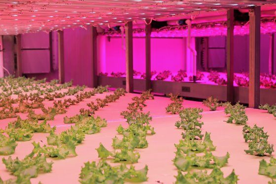 Groenpact's tweet photo. Veel kansen in de agrifood sector: aantal banen neemt sterk toe. https://t.co/PXbEaFxG7N https://t.co/SiQHfPdnDh