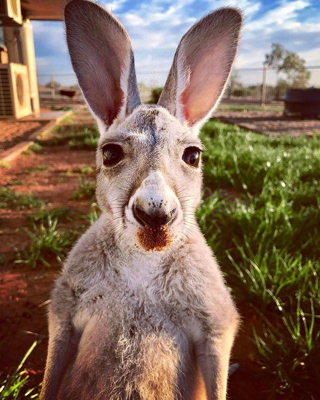 "Digging? Who, me?!" - This little fella was caught red-dirt handed! (via IG/outback_snapshot at #Birdsville in <a href="/OUTBACK_QLD/">Outbackqueensland</a>)