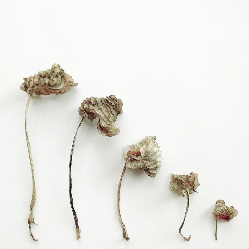 seascapeuk's tweet photo. 📷: Jacqueline Halferkamps - Love some #Fall Flowers
#wiltedflowers #natureflatlay  #autumn #flowers #nature #wednesday #wednesdaywisdom https://t.co/6B9q1jWGKh