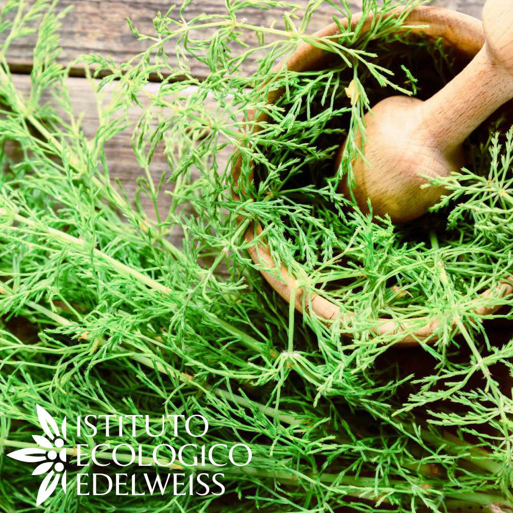 IEEdelweiss's tweet photo. #istitutoecologicoedelweiss #beauty #follow #nature #cosmetics #bio #wellness #naturalness #madeinitaly #natura #equiseto #erbespontanee https://t.co/cX6vtz2IyL