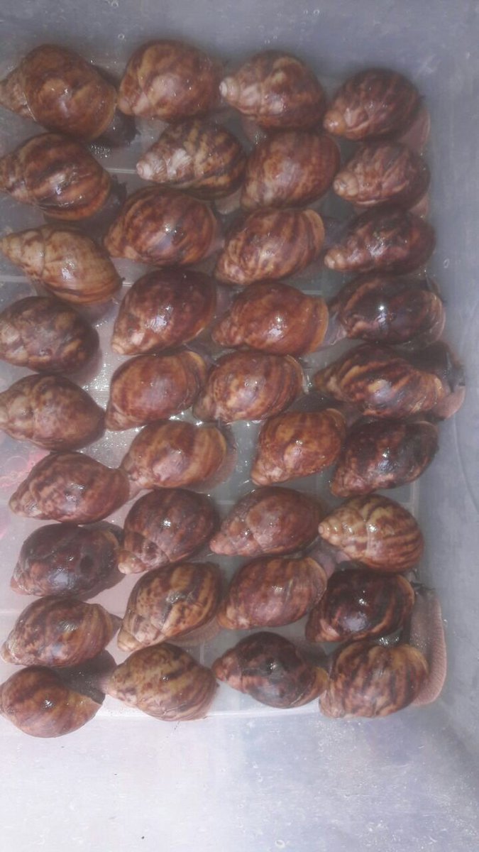 slowsteadyfarms's tweet photo. SNAILS For SALE.
All you need to do is call, and they'll be del... #snails #organicfood  https://t.co/sHLGXXhnA9 https://t.co/XcEAhvCvyd