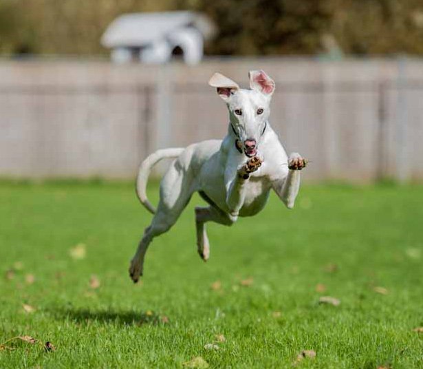 BathCDH's tweet photo. Leaping into #woofwednesday with Forrest and this fab picture taken by volunteer @LukeSalter86 https://t.co/qtPtbddiqw https://t.co/XHv5JKIWce