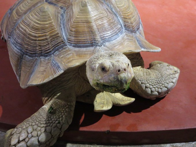 リクガメのtwitterイラスト検索結果 古い順