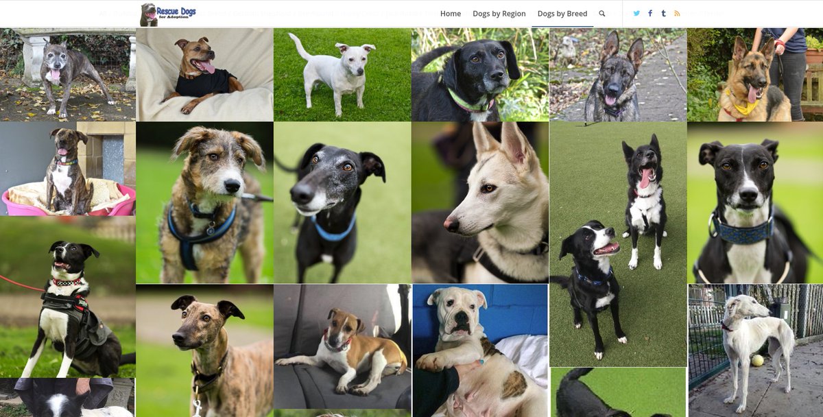 UKRescueDogs's tweet photo. 37 new dogs added on our website today, currently listing 1380 lovely dogs for adoption at rescues https://t.co/GM47BjUVNl Thanks for RT's ♥ https://t.co/1FNWp3JXSm