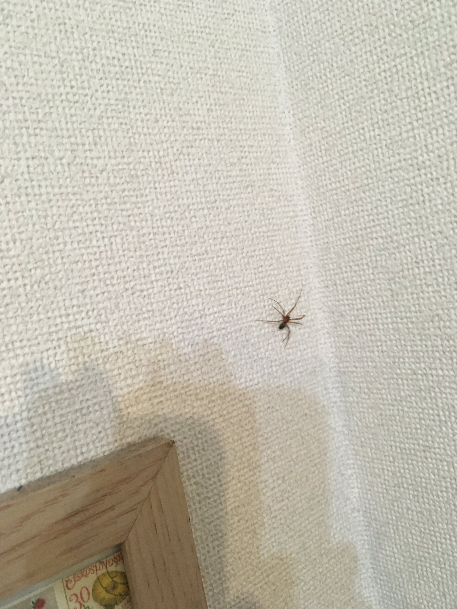 ひょうたん堂雑貨 いつも家にいる小さな蜘蛛くんとは別に脚の長い蜘蛛くんが出た ユウレイグモかなぁ クモ ユウレイグモ イエユウレイグモ