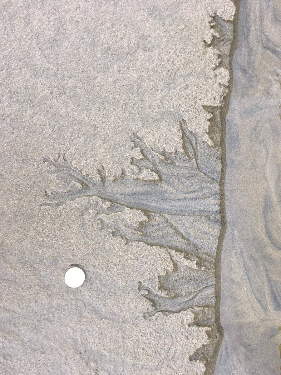 UiB_Rotevatn's tweet image. Miniature #canyons eroding headwardly on bank of small stream. Cannibal Bay #Catlins #NZ  #smallstuff #geology 😍🤓 cc @Grissi2k @seis_matters