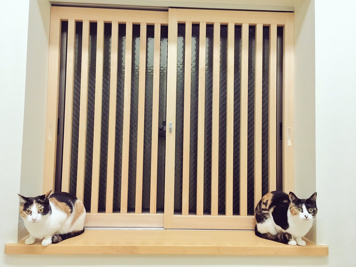 まるで狛猫 参拝者を香箱座りで迎える猫さんが神々しい ご利益ありそう Togetter まるで狛猫 参拝者を香箱座りで迎える猫さんが神々しい ご利益ありそう Togetter