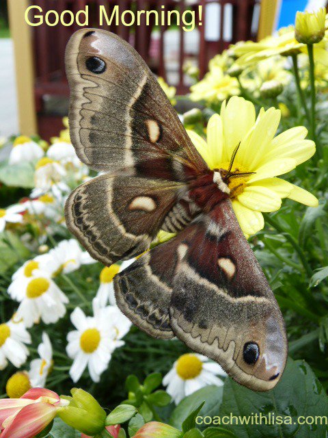 Good morning. What beautiful thing have you encountered this morning?