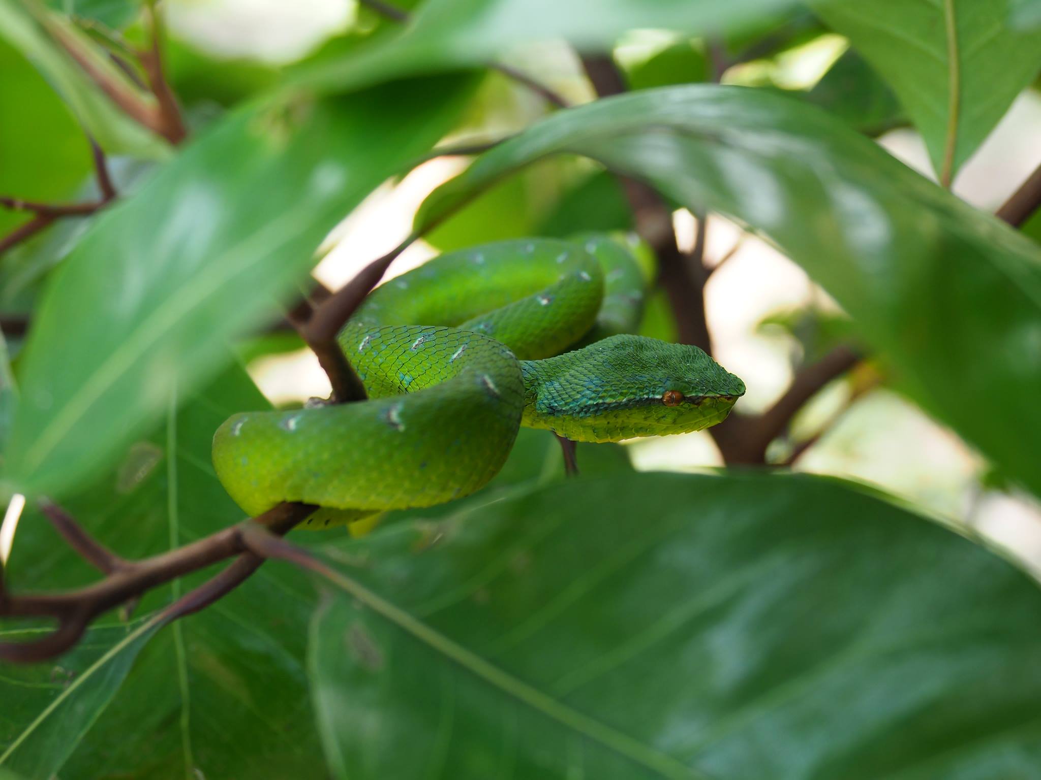 Koichi Murata ヨロイハブ Tropidolaemus Wagleri 葉の緑 草の緑にも 染まってただよう ヨロイハブ バンコ国立公園 サラワク Koichi Murata ヨロイハブ Tropidolaemus Wagleri 葉の緑 草の緑にも 染まってただよう ヨロイハブ バンコ国立公園 サラワク