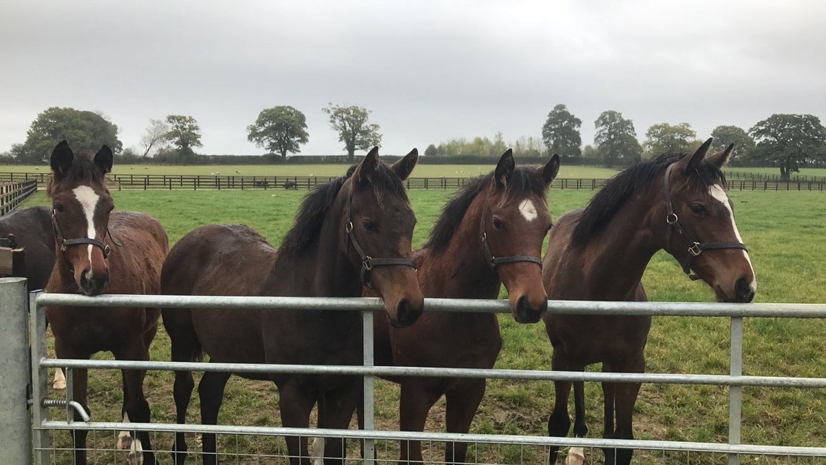 Choc_Thornton's tweet photo. AppleTree Stud requires Stud Hand/Assistant Stud Groom, all aspects of Stud work. Must be willing to learn enquire choc@appletreestud.co.uk https://t.co/w2heKtXSEy