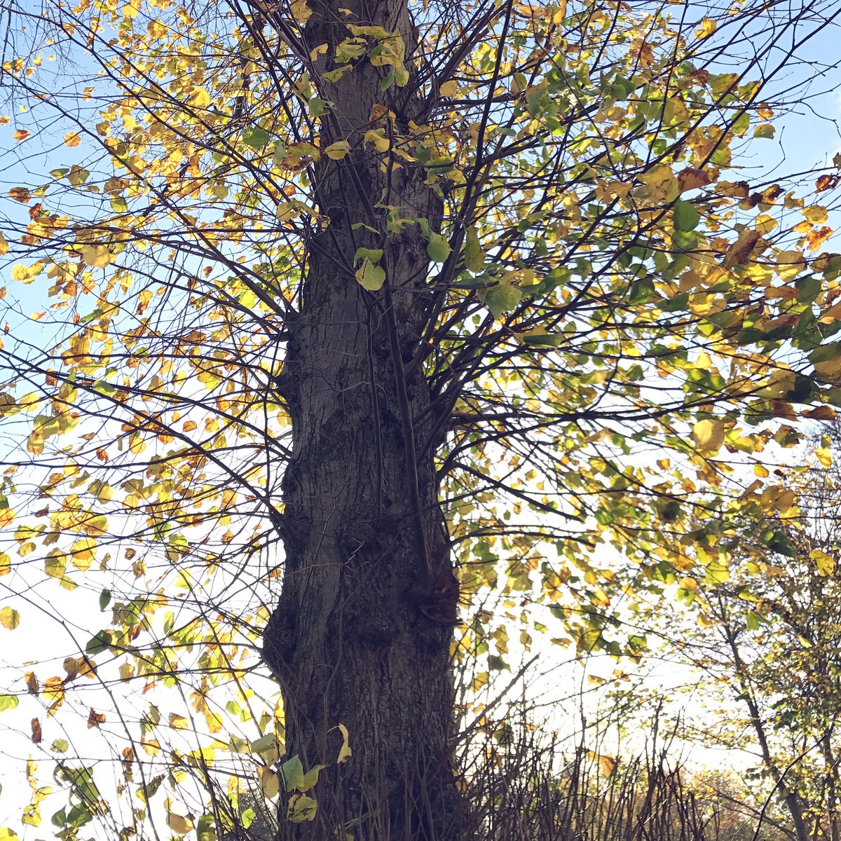 thebotanistgin's tweet photo. Lime #autumn #thebotanist #eattrees https://t.co/ZB3ecK9hoe