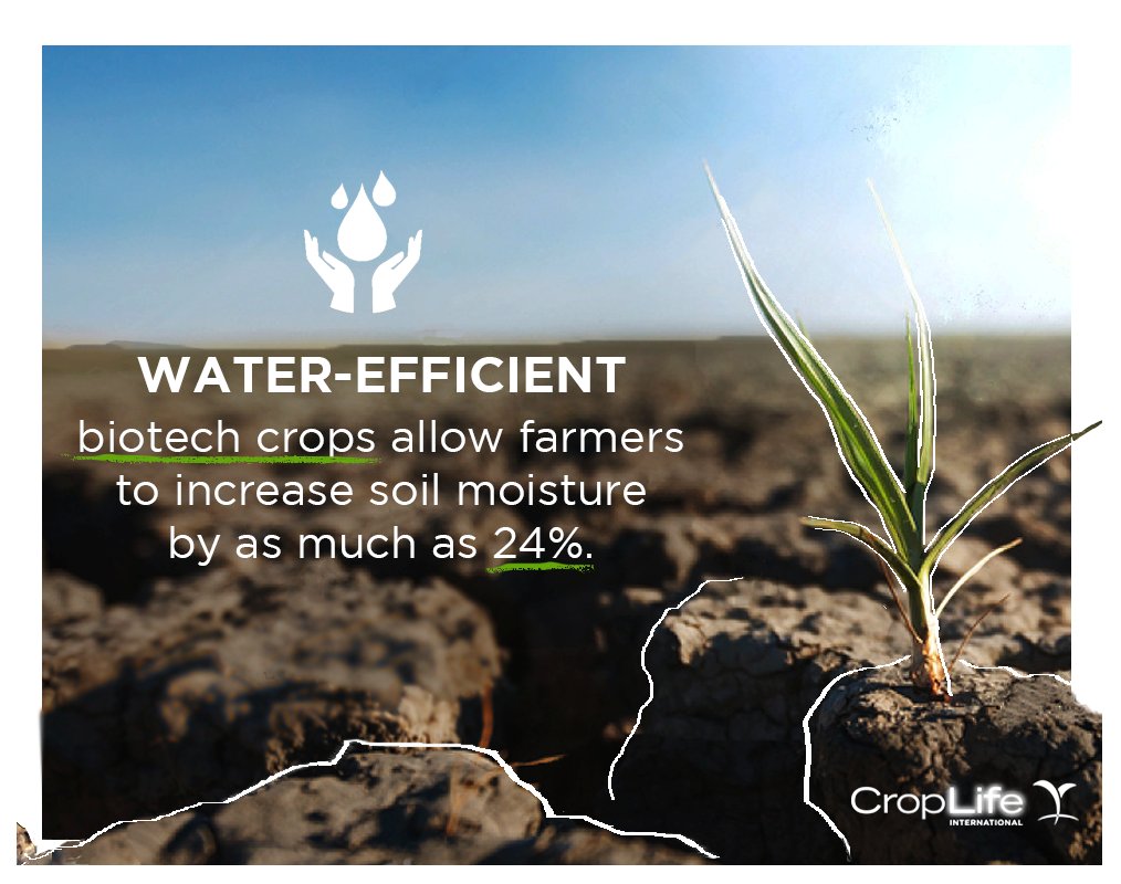 CropLifeIntl's tweet photo. Agriculture accounts for 70% of water usage. But, continued advancements in plant #science are helping us to conserve this natural resource! https://t.co/57hVQUqjX8