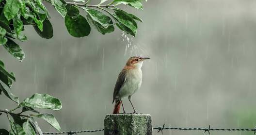 Yağmurlu havanın, mis gibi toprak kokusunun tadını çıkaranlar burada mı?☔️