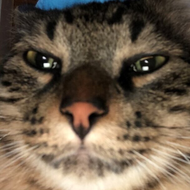 Kun りきとーの家の猫のじゅんた しばかずっぽい