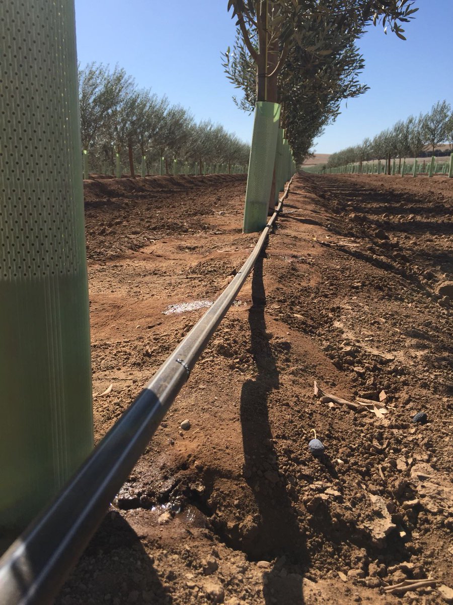 RivulisOfficial's tweet photo. #NDJ #Innovative_Irrigation_method in #Olives: #AmnonDrip_CNL eliminating lateral filling time, allowing a #uniform_pulse_irrigation. https://t.co/KGNpJZCSbk