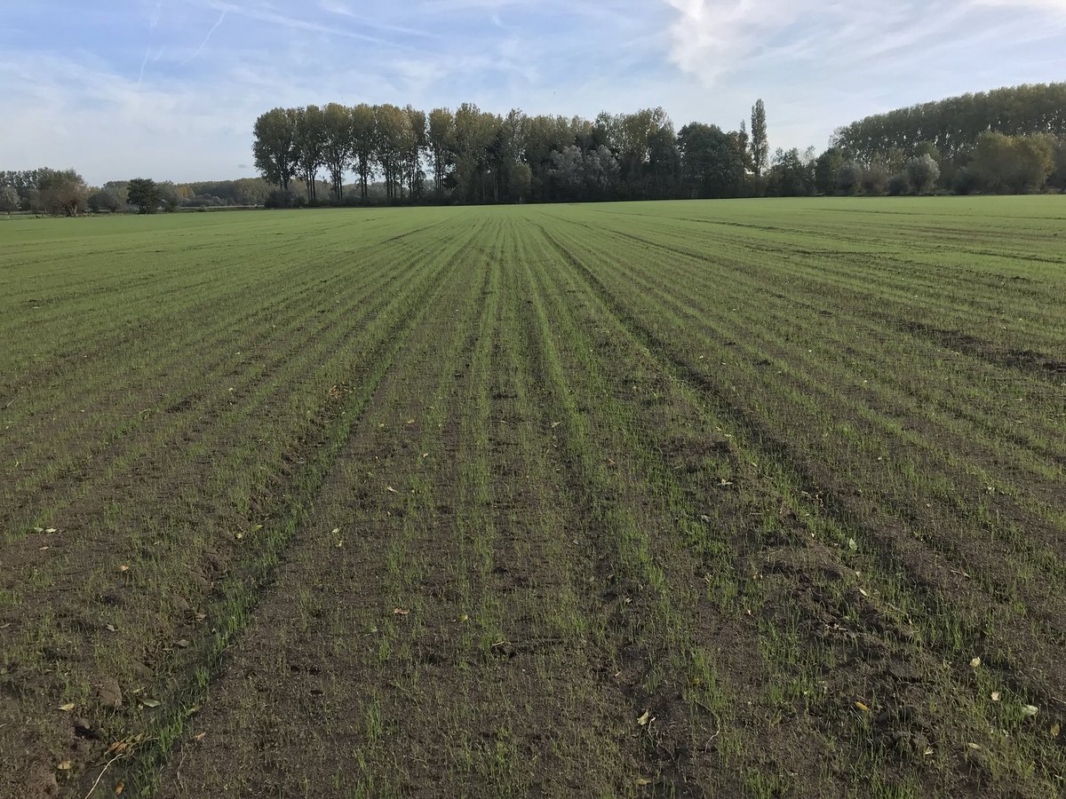 NeleLimaBe's tweet photo. Grasdemo #zevergem @LGSeedsBelgium groeit goed. #belpre mengsels beloven. Afspraak #mei2018 met landbouwers @ThomasLimaBe @WannesLGSeedsBE https://t.co/l4lz2I0nx5