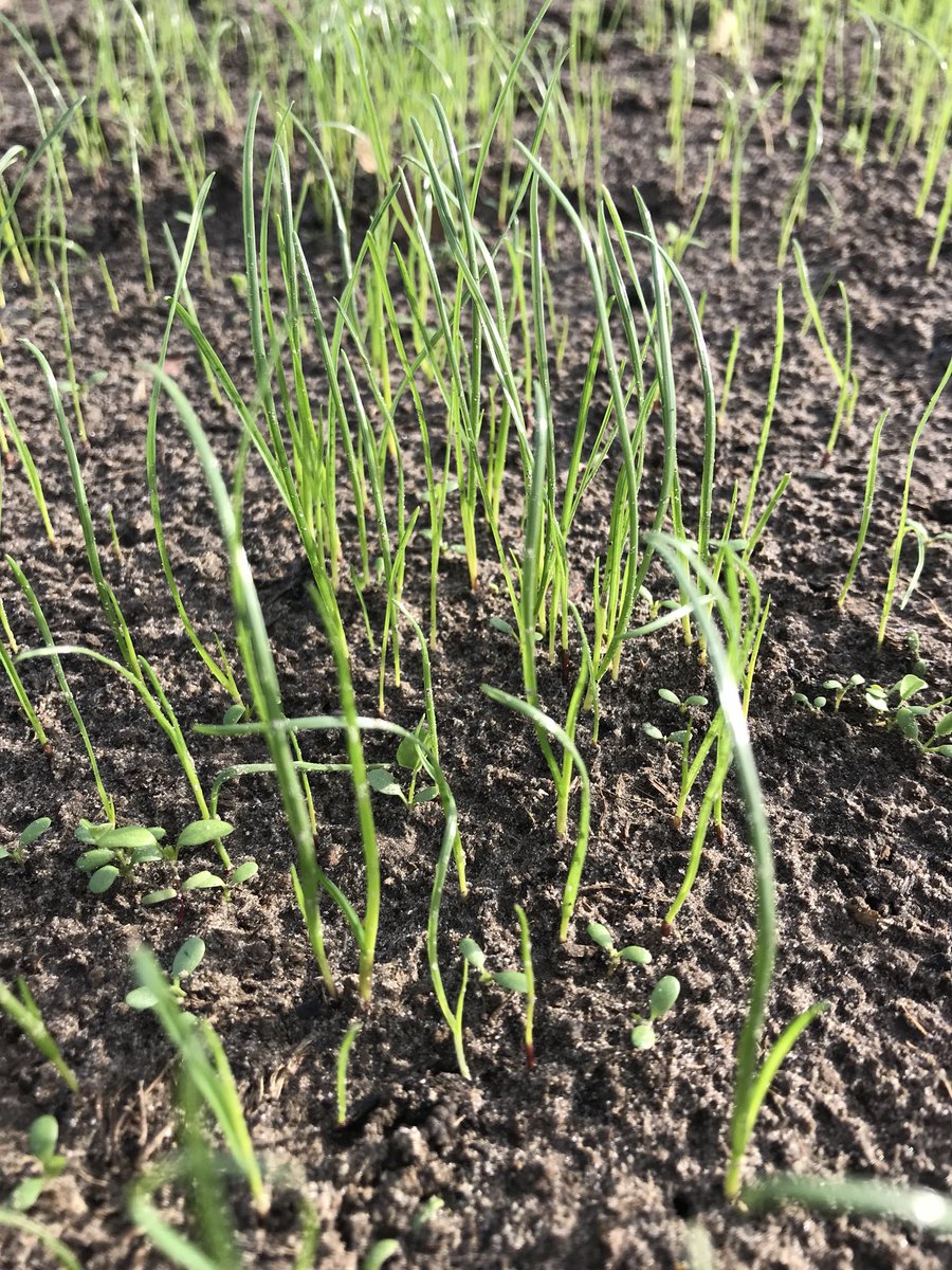 NeleLimaBe's tweet photo. Grasdemo #zevergem @LGSeedsBelgium groeit goed. #belpre mengsels beloven. Afspraak #mei2018 met landbouwers @ThomasLimaBe @WannesLGSeedsBE https://t.co/l4lz2I0nx5