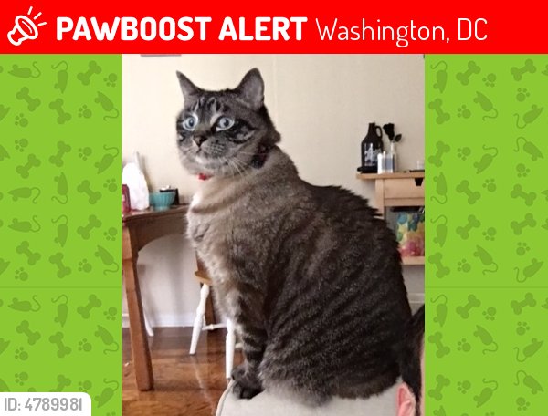 LostPetsDC tweet picture