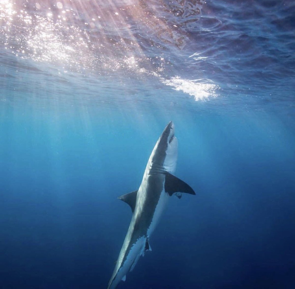 deep blue shark twitter deep blue shark twitter