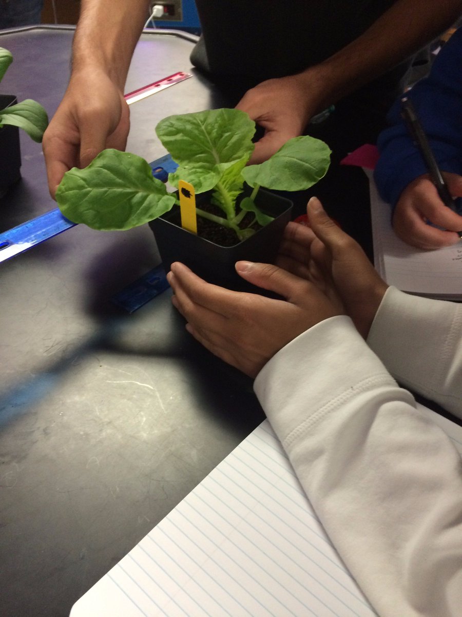 Week 3 of <a href="/GrowBeyondEarth/">Growing Beyond EarthⓇ</a>! Our Students are now recording data from the plants.